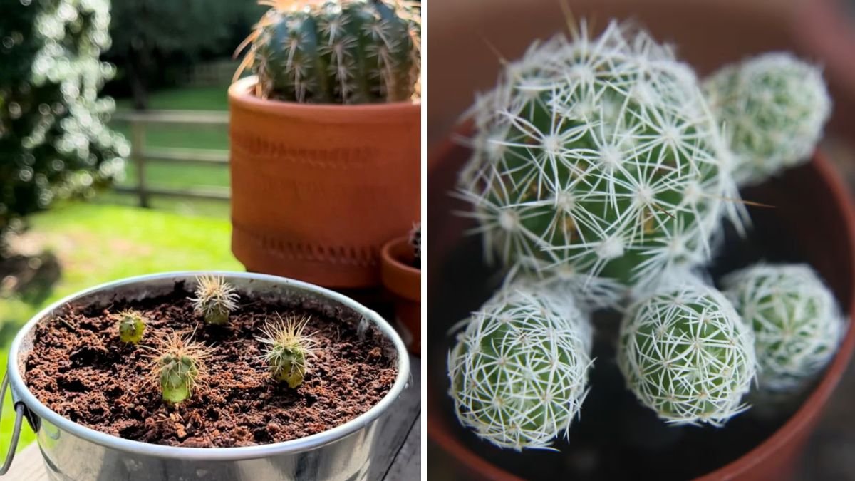 Trying Tunas (Prickly Pear Cactus Fruit) for the First Time – Taste, Benefits, and Growing Secrets