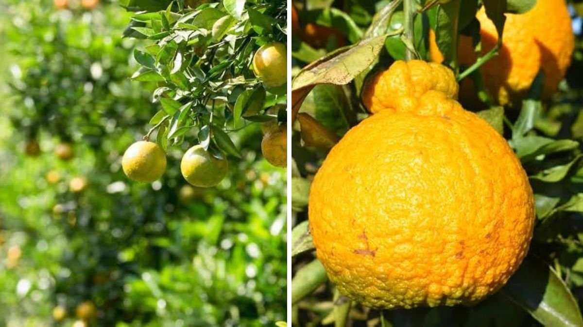 Explore the Unique Ugli Fruit Garden and Its Exotic Wonders: Village Vibes and Citrus Beauty