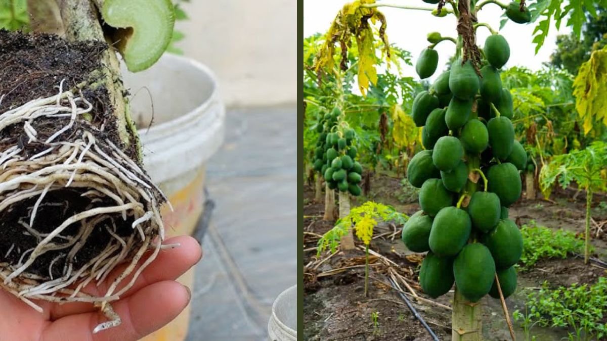 The Secret to Getting Fruits from a Male Papaya Tree – Proven Techniques Every Gardener Must Know