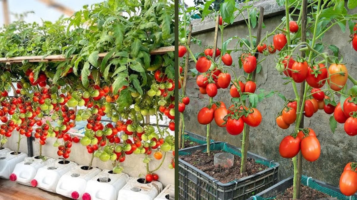 The Easiest Tomato Variety to Grow in Your Garden | Beginner-Friendly High-Yield Guide