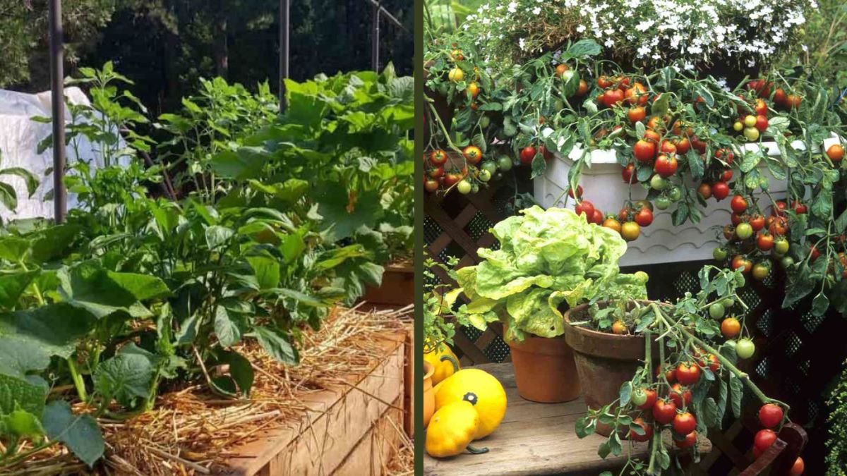 You’ll Be Surprised by This Smart Way to Grow Vegetables in Small Spaces at Home