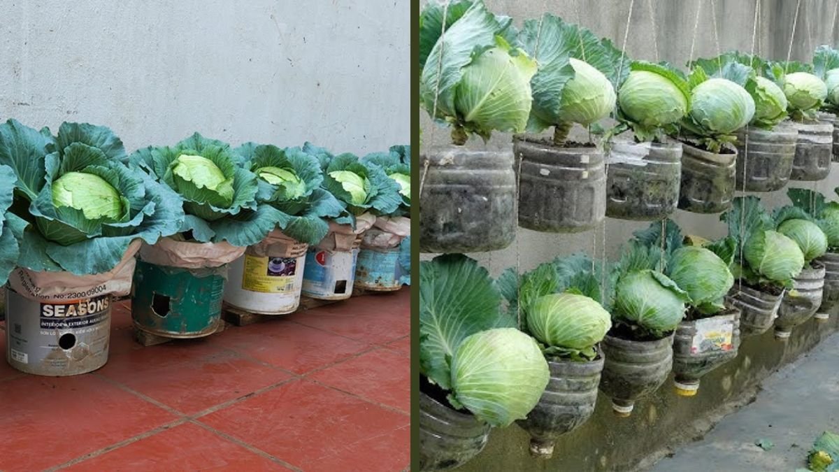 Want to Grow Green Cabbage at Home with Zero Effort? Here’s the Secret Method
