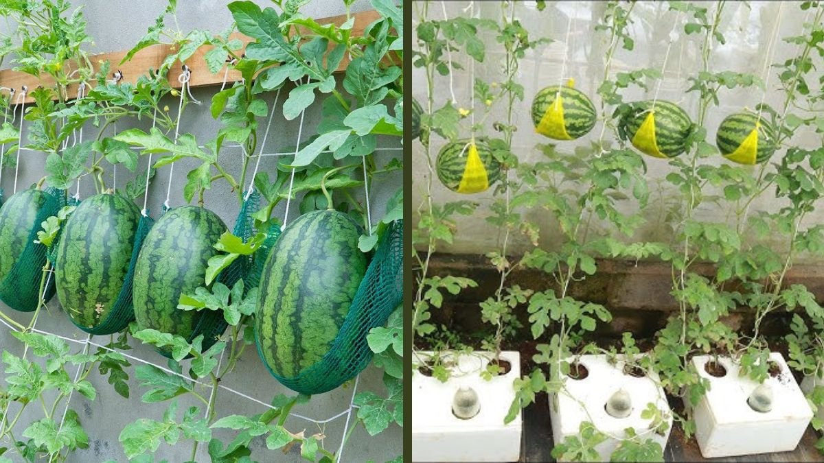 Great Tips That I Applied to Grow Watermelon at Home for High Yield