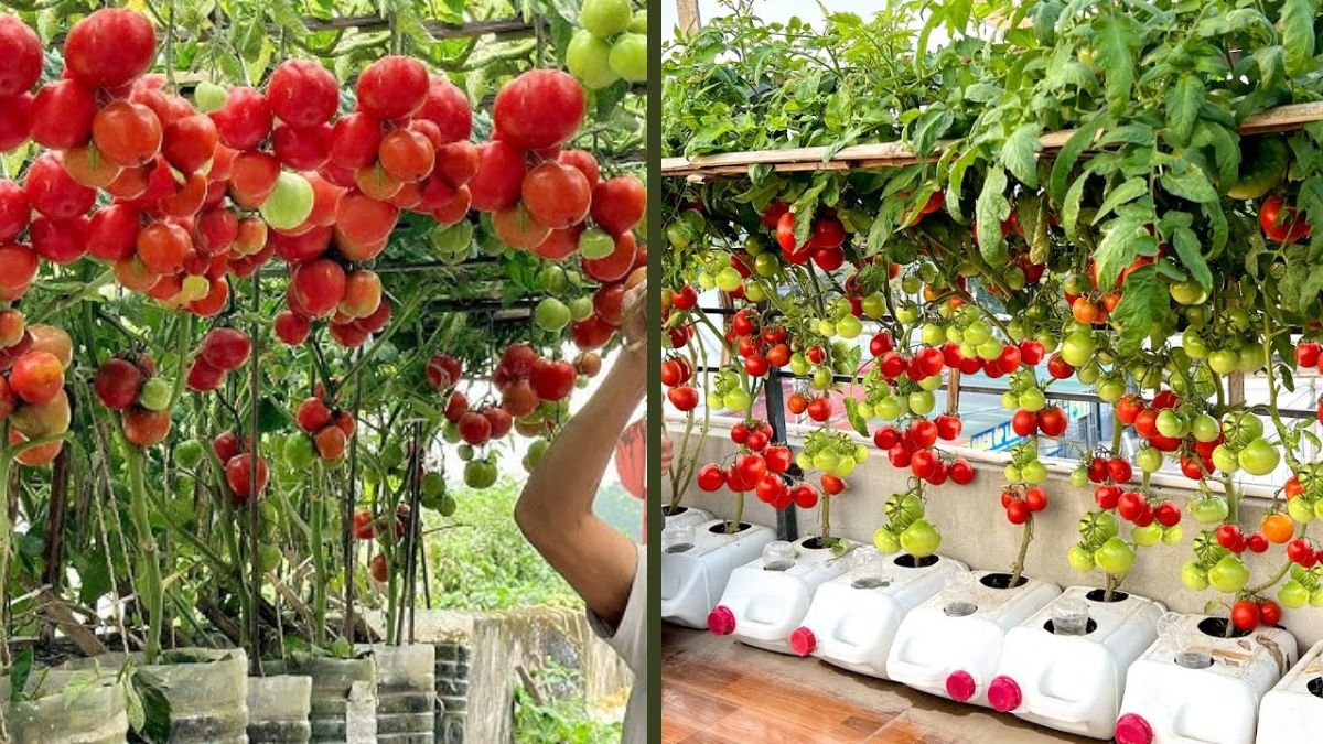 This Is the Easiest Way to Grow High-Yielding Tomatoes at Home