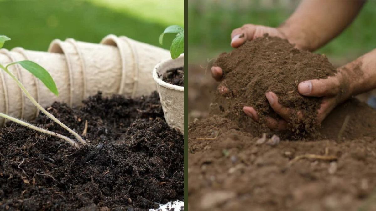 How I Mix the Soil to Grow Vegetables at Home for High Yield