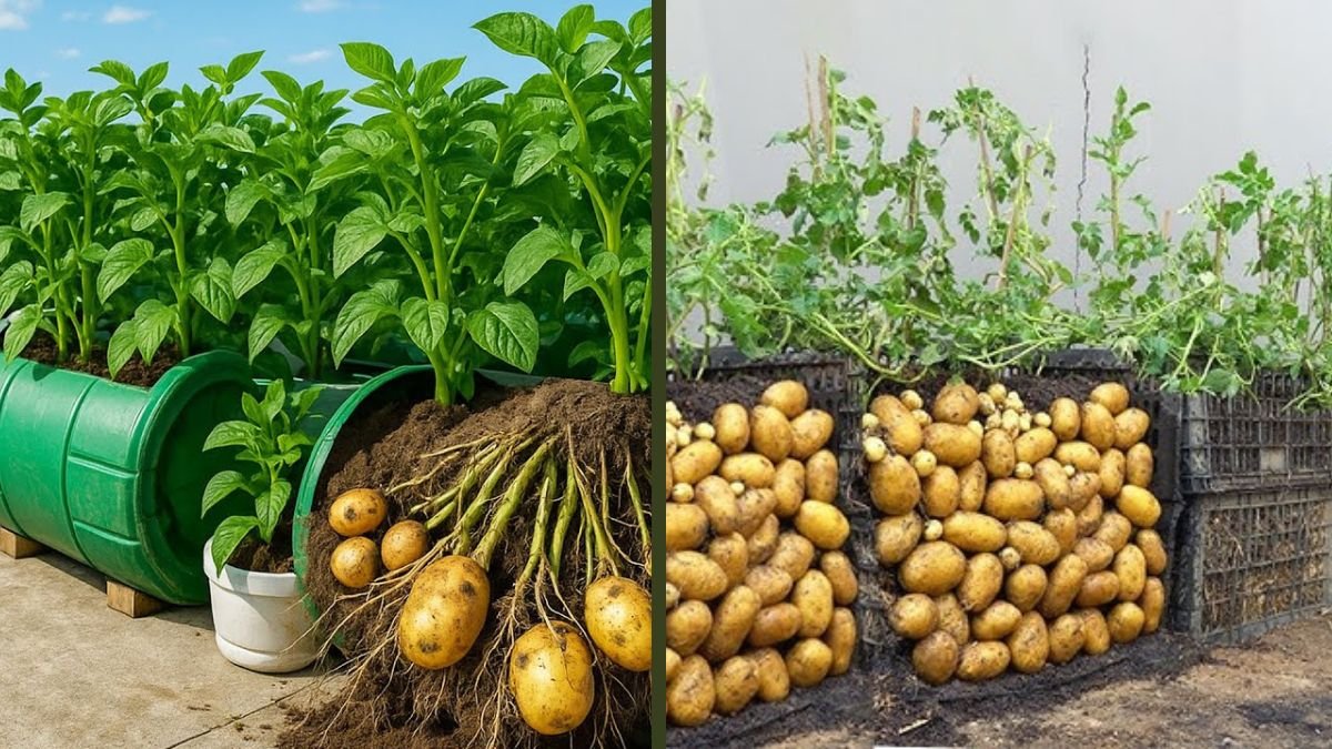 Grow Potatoes in Containers — Turn Your Balcony into a Productive Potato Farm