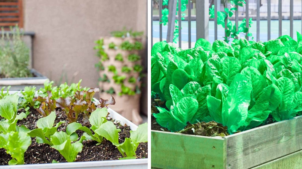 The Ultimate Guide to Successfully Growing Lettuce in Pots for Urban Gardeners Looking for Fresh Greens