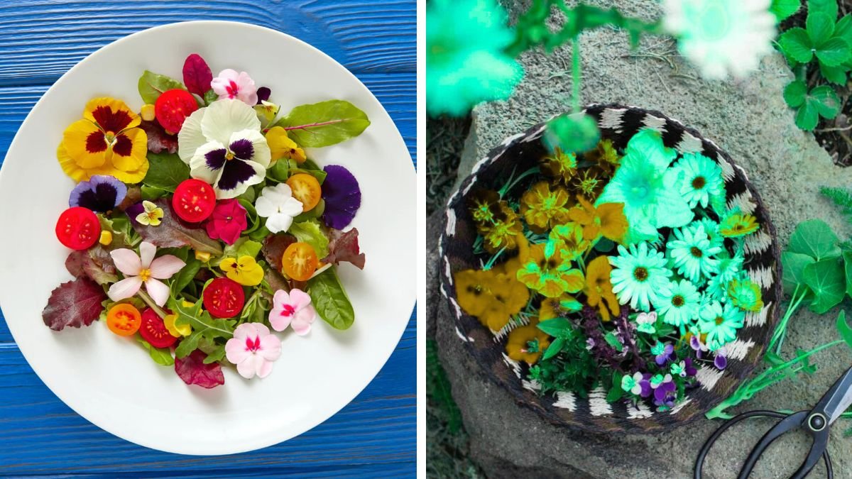 Exploring the World of Edible Flowers for Culinary Delights