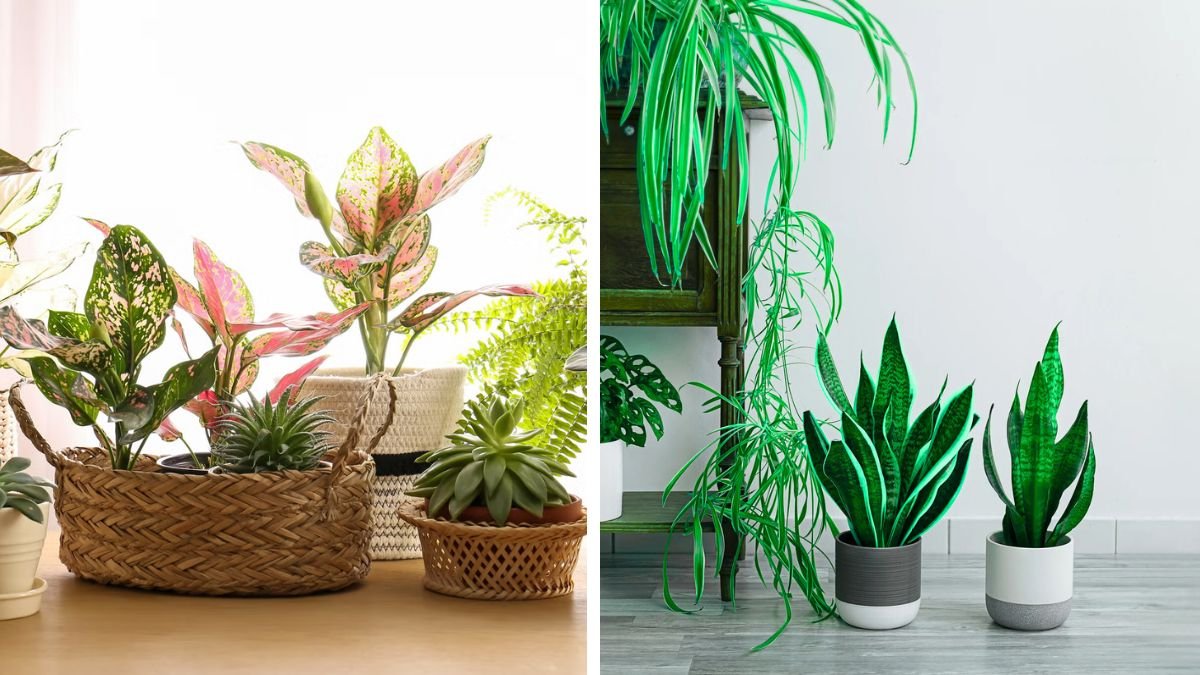 How to Successfully Grow Indoor Plants for Beginners and Create a Lush Home Environment