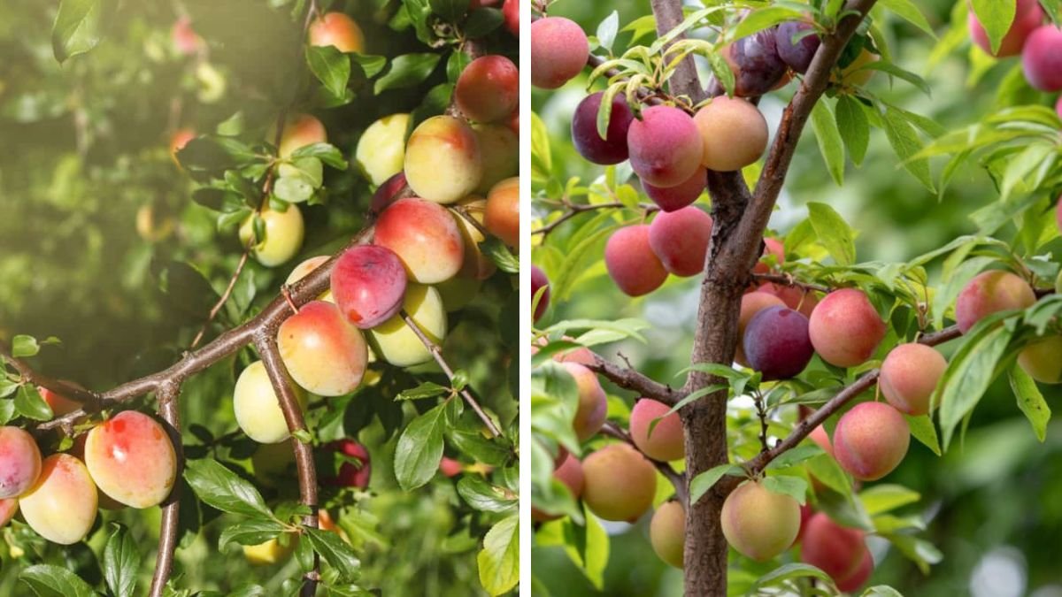 Ultimate Guide to Successfully Growing a Plum Tree in a Pot for Small Spaces and Urban Gardens