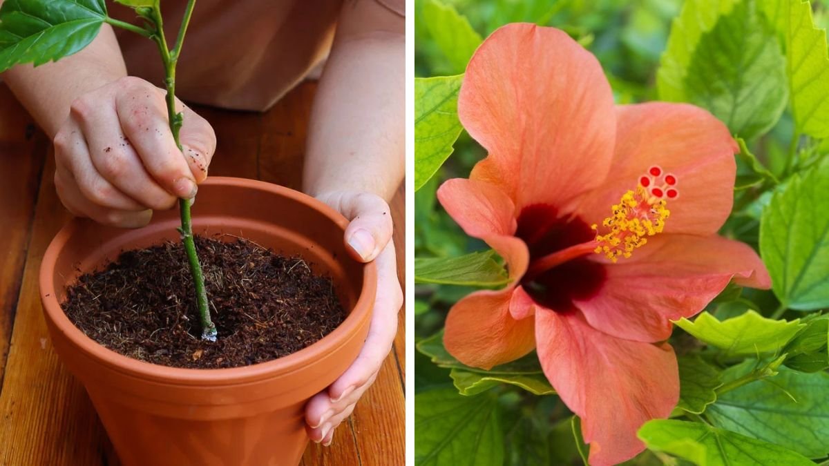 A Complete Guide to Successfully Propagating Hibiscus Using Cuttings in Your Home Garden