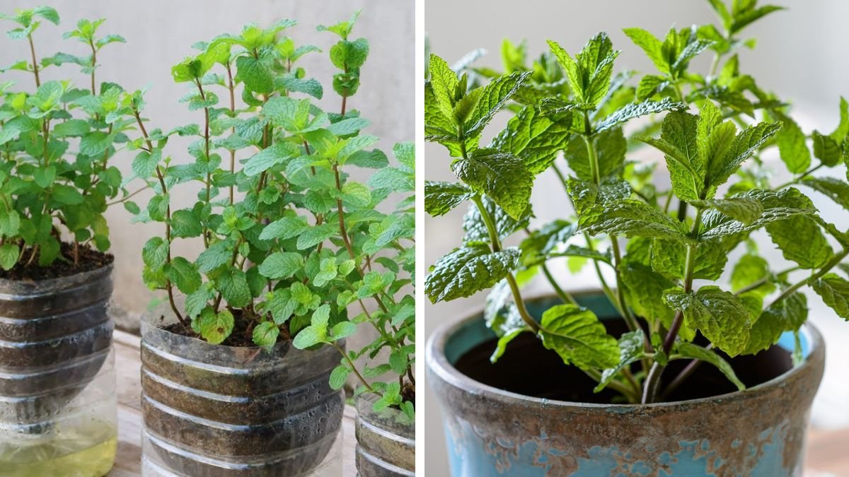 Step by Step Guide to Growing Mint Plants in Water at Home for Beginners