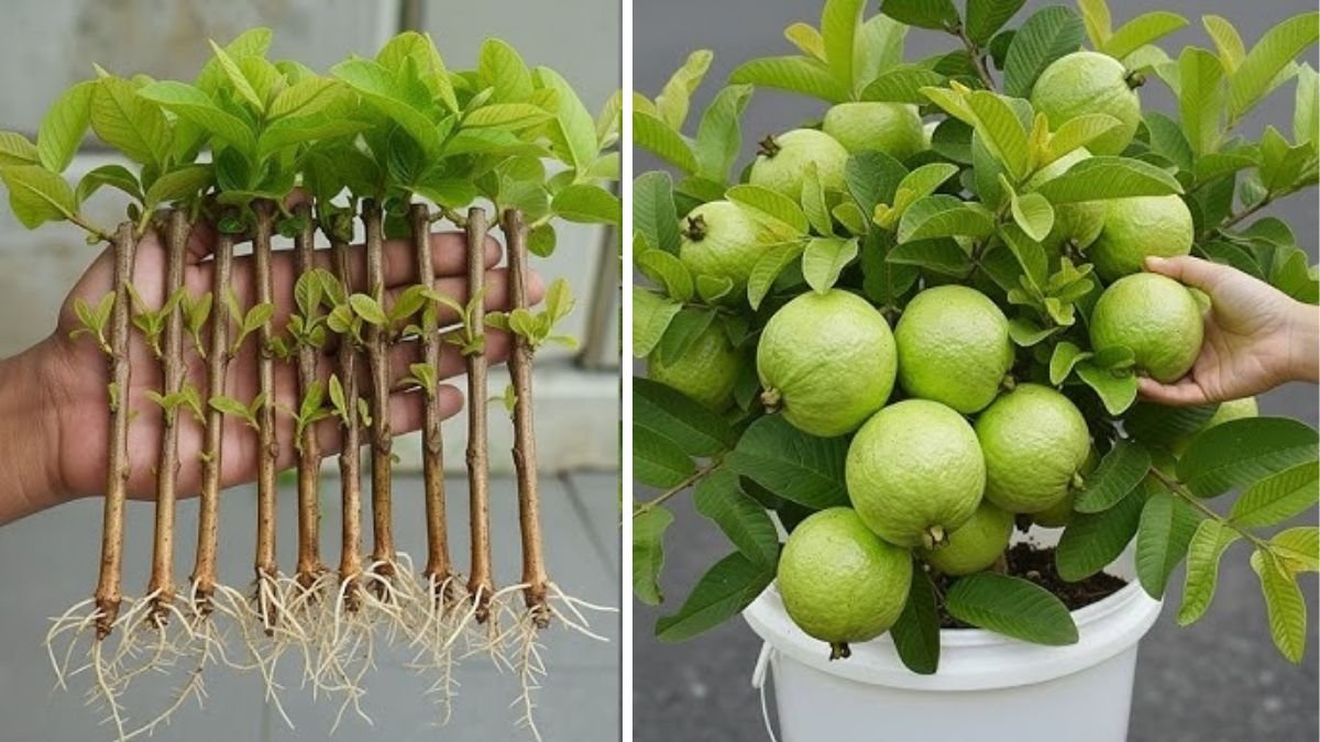 How to Successfully Propagate Guava Plants with the Help of Aloe Vera as a Natural Hormone