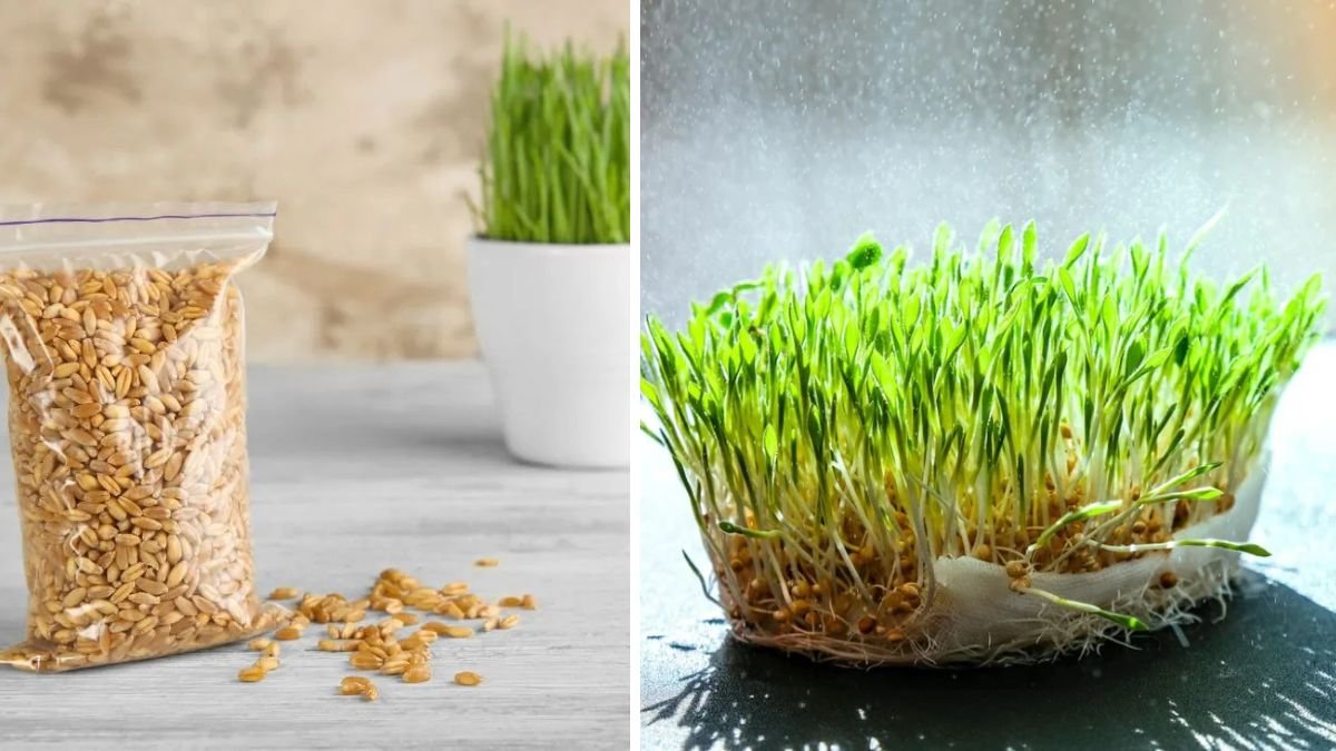The Ultimate Guide to Successfully Growing Wheatgrass at Home for Fresh Nutritional Benefits