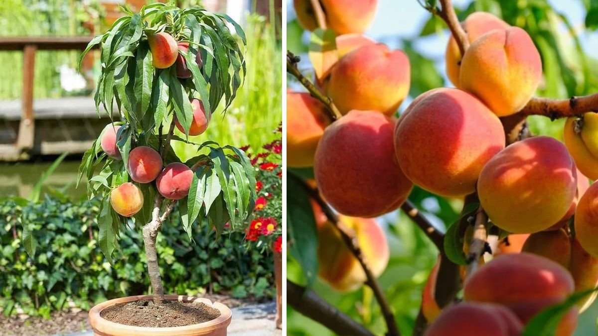 How to Successfully Grow a Peach Tree in a Container for Maximum Yield and Flavor
