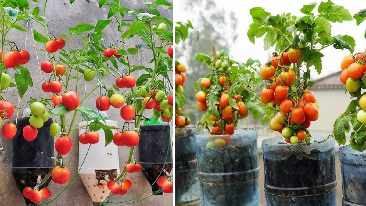 Easy Steps to Successfully Grow Delicious Tomatoes in Plastic Bottles