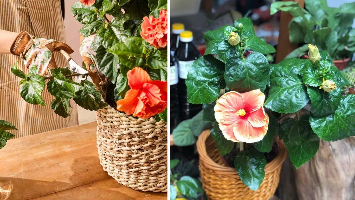 Comprehensive Guide to Propagating Hibiscus Flowers Successfully at Home