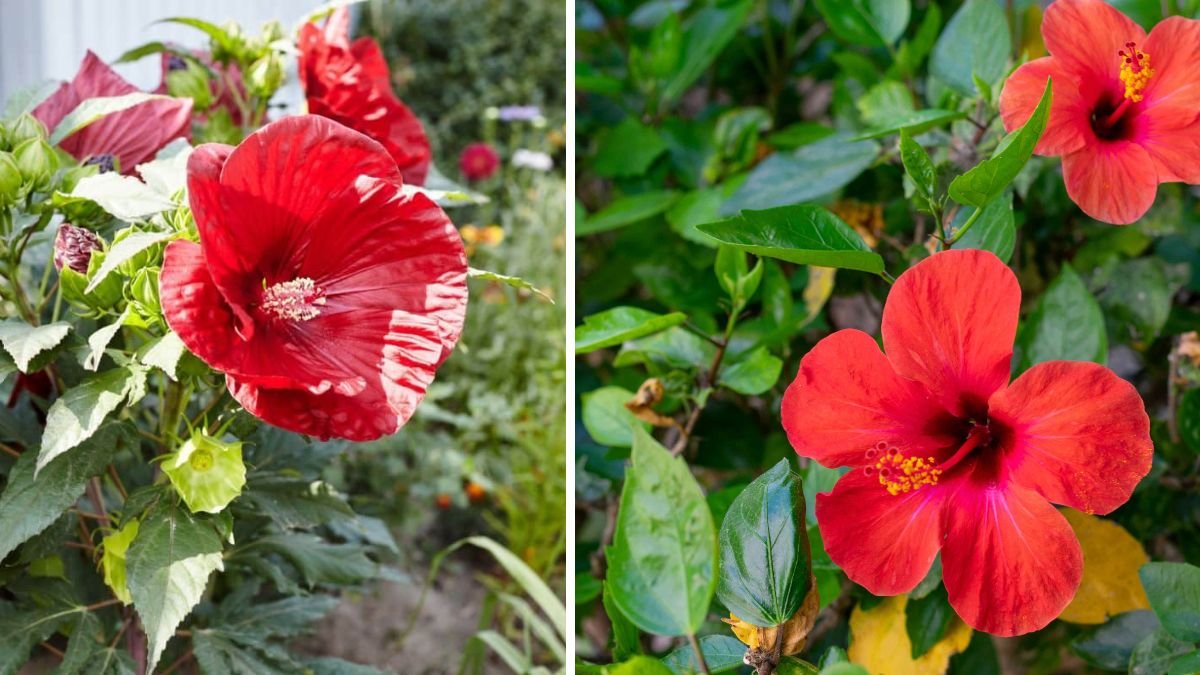 Comprehensive Guide to Propagating Hibiscus Flowers Successfully at Home