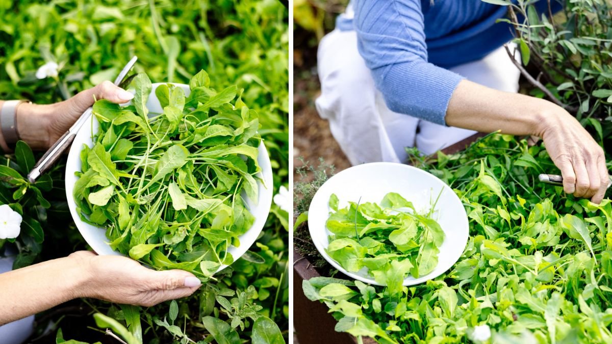The Complete Guide to Growing Arugula in Your Home Garden for Fresh Greens Year Round