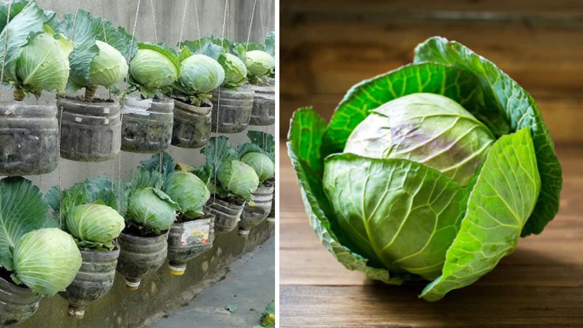The Ultimate Guide to Successfully Growing Cabbage in Containers at Home for Fresh Harvests Year Round