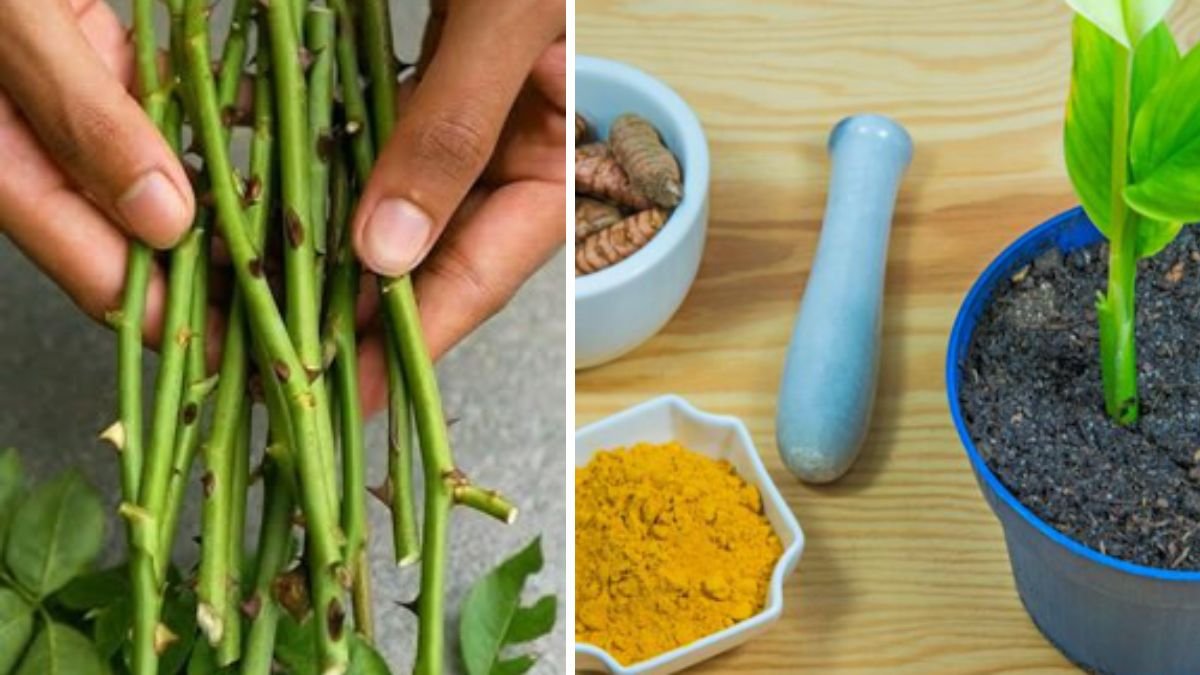 Exploring the Benefits of Using Turmeric Powder in Propagating Hibiscus Cuttings for Flourishing Plants