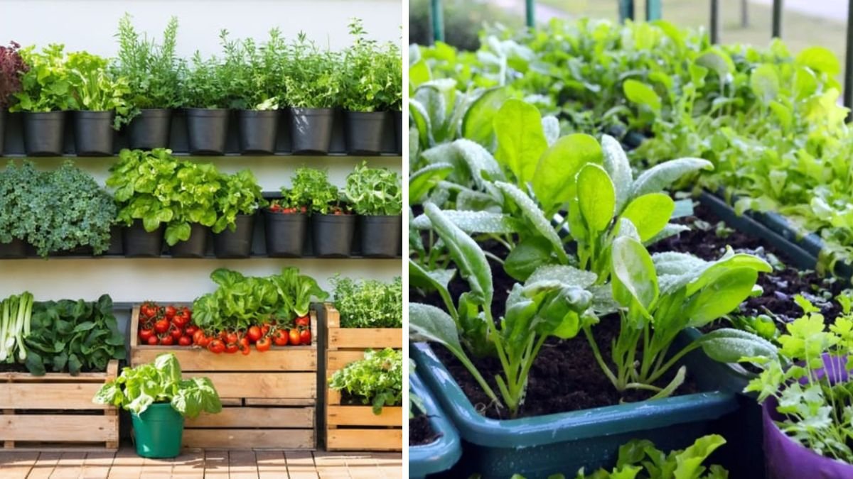 The Ultimate Guide to Growing a Thriving Vegetable Garden in Containers for Limited Spaces