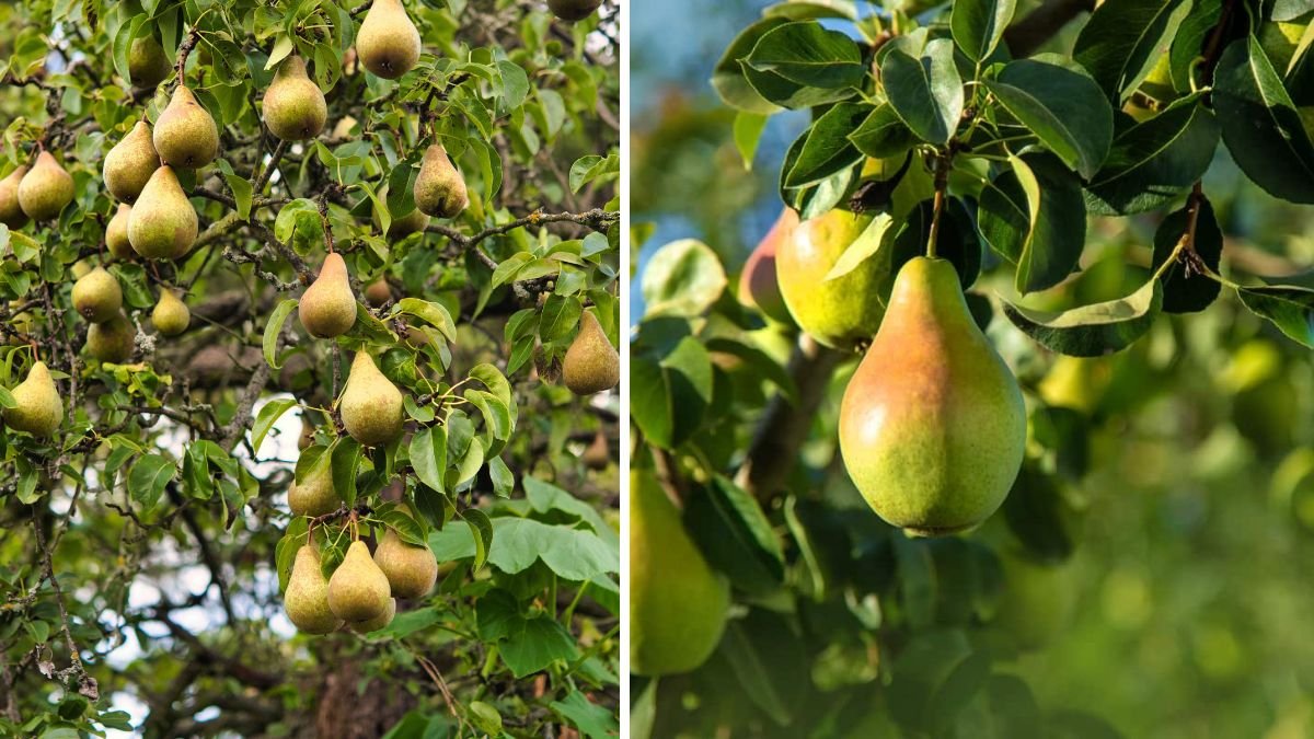How to Successfully Grow a Pear Tree at Home from Seeds to Harvest