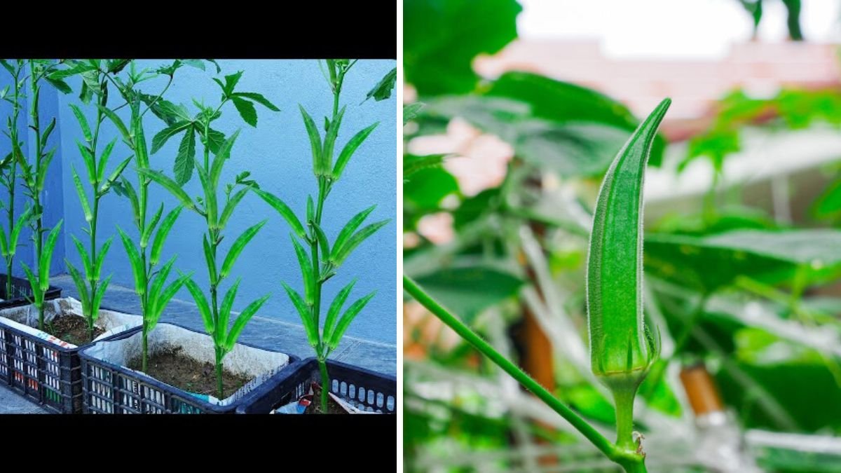 A Comprehensive Guide to Successfully Growing Okra in Containers for Home Garden Enthusiasts