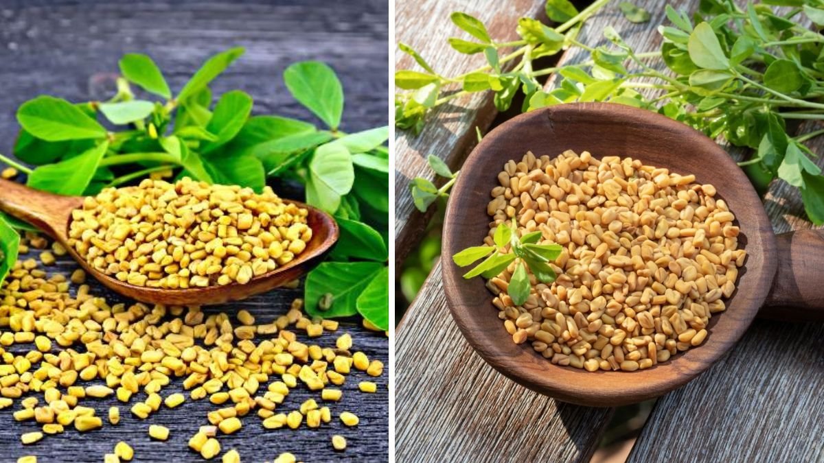 The Ultimate Guide to Successfully Growing Fenugreek in a Container at Home