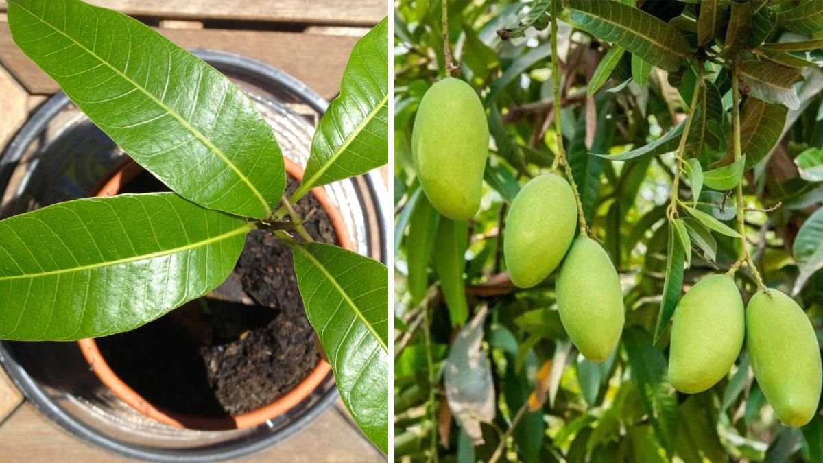 How to Successfully Grow a Mango Plant Using Aloe Vera for Enhanced Growth and Health Benefits