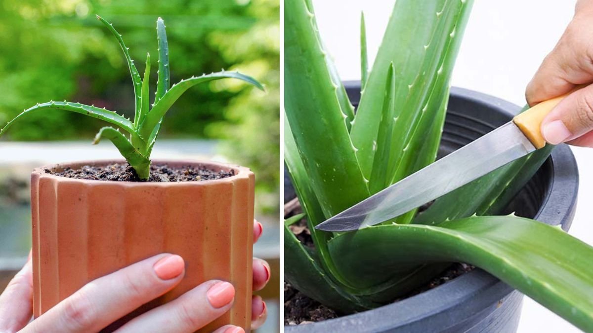 Easiest Method to Propagate Oleander Plants Using Aloe Vera Gel