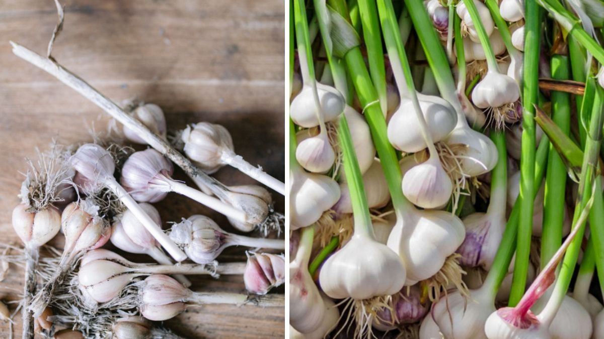 The Ultimate Guide to Growing Garlic at Home for Beginners with Step by Step Instructions