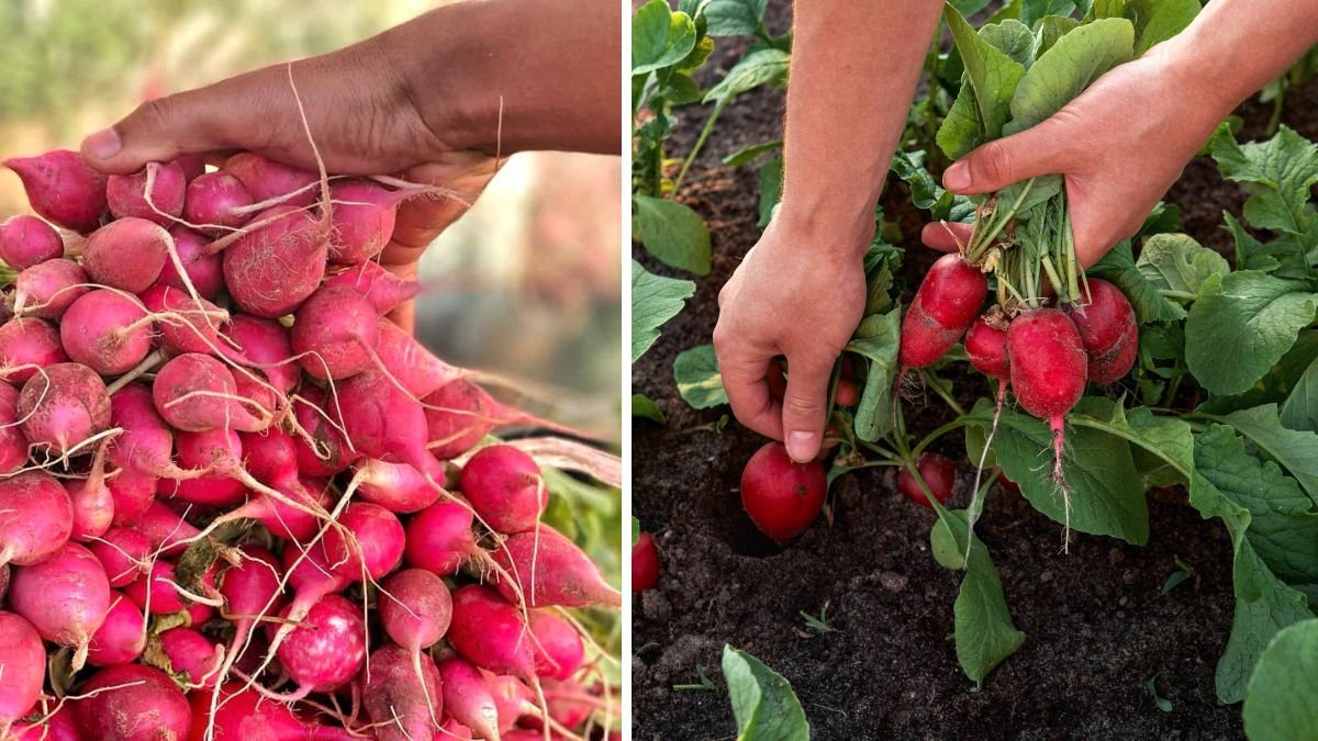 Comprehensive Guide to Starting Your Own Radish Garden from Seed to Harvest