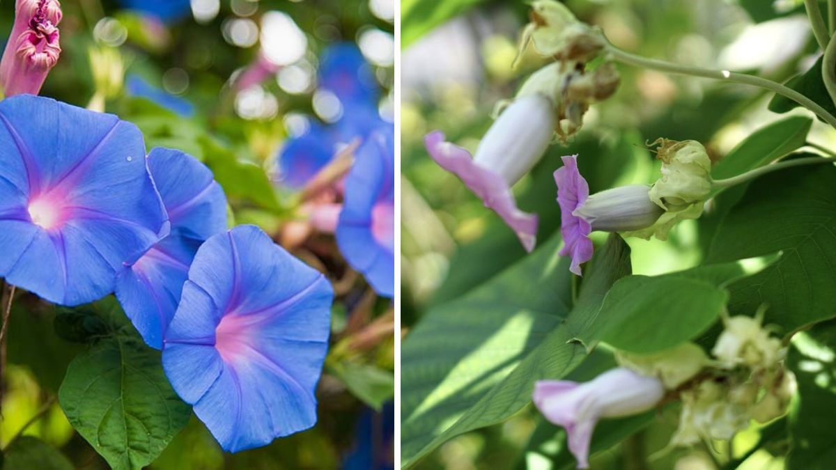 Ultimate Guide to Growing Morning Glory from Seed for Beginners