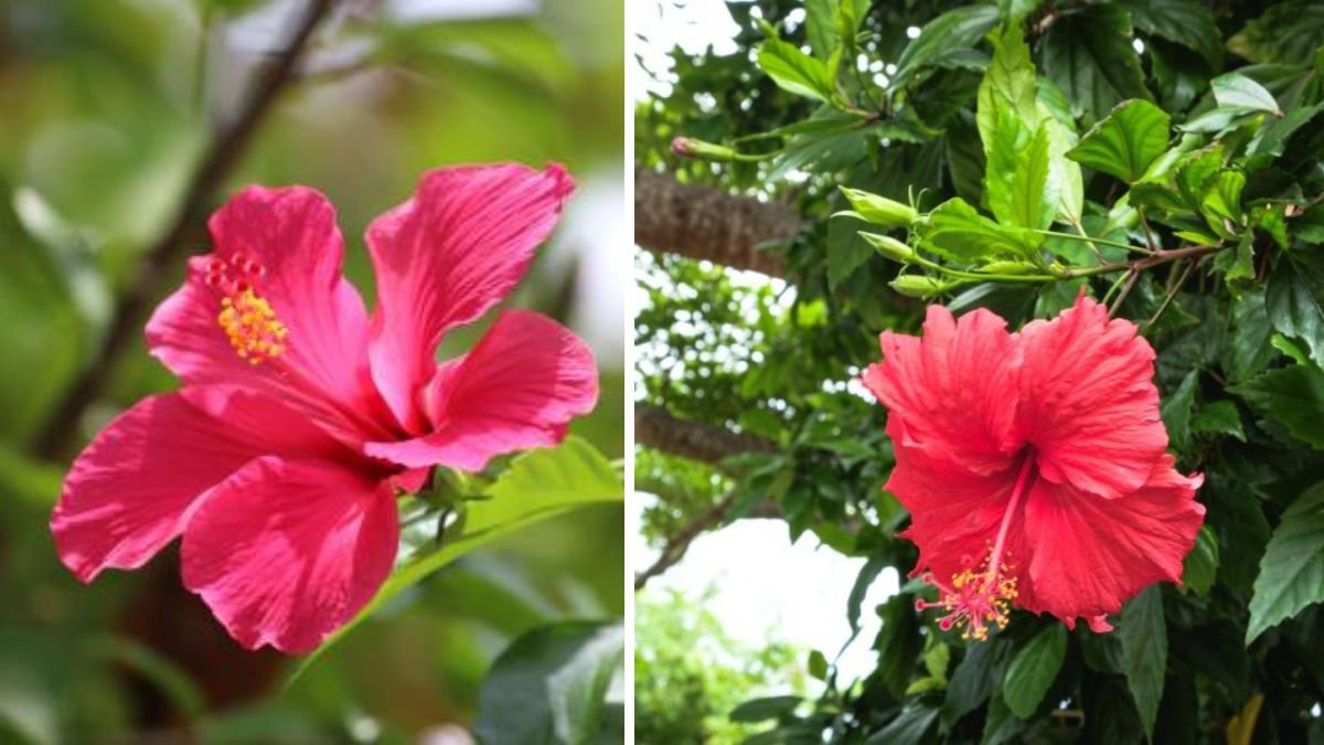 How to Propagate Hibiscus Plants Using Aloe Vera for Healthier Growth