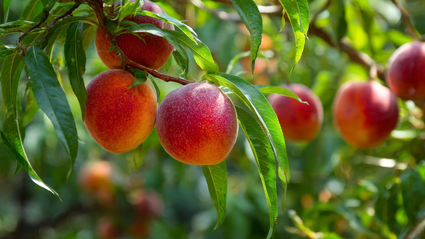 A Comprehensive Guide to Growing Your Own Organic Fruit at Home While Maximizing Space and Resources