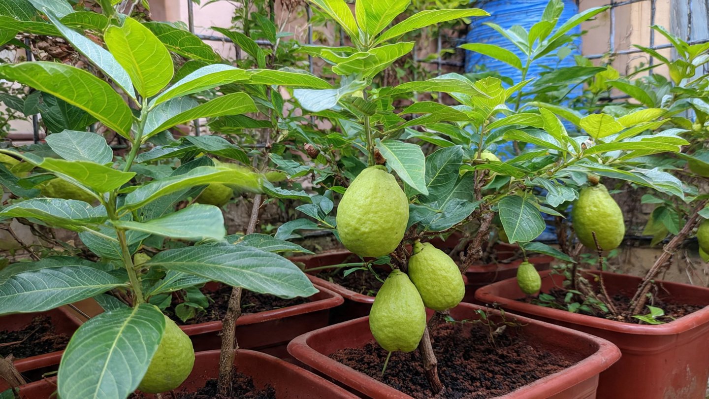 Ultimate Guide to Growing Guava Plants in Containers for Home Gardeners