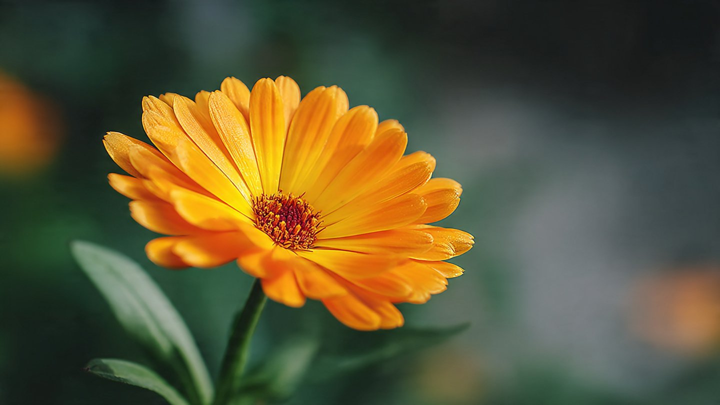 Benefits of Calendula Flower for Skin Health