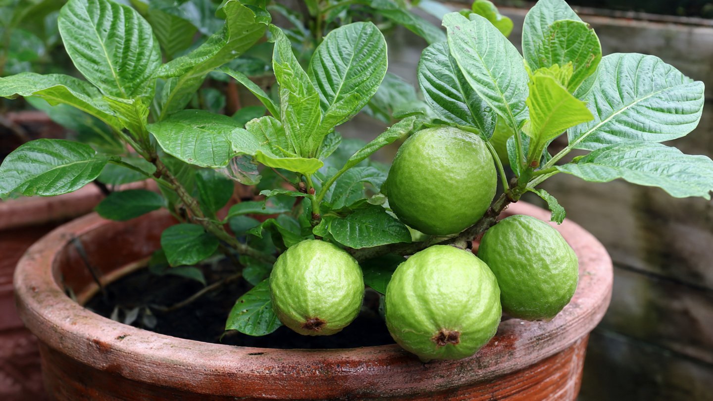 Best Practices for Growing Guava Fruit in Pots