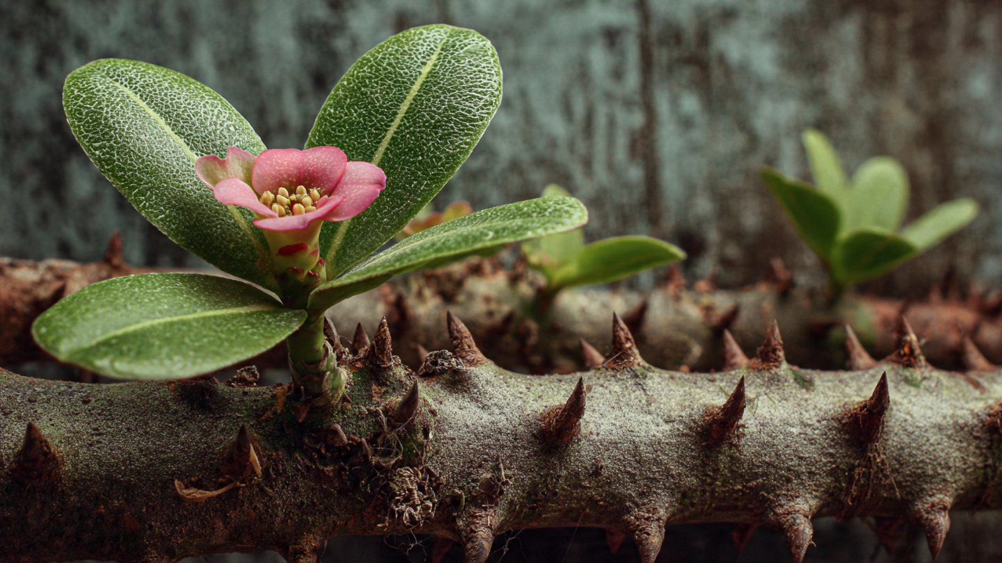 From Cutting to Bloom: Mastering the Art of Growing Crown of Thorns