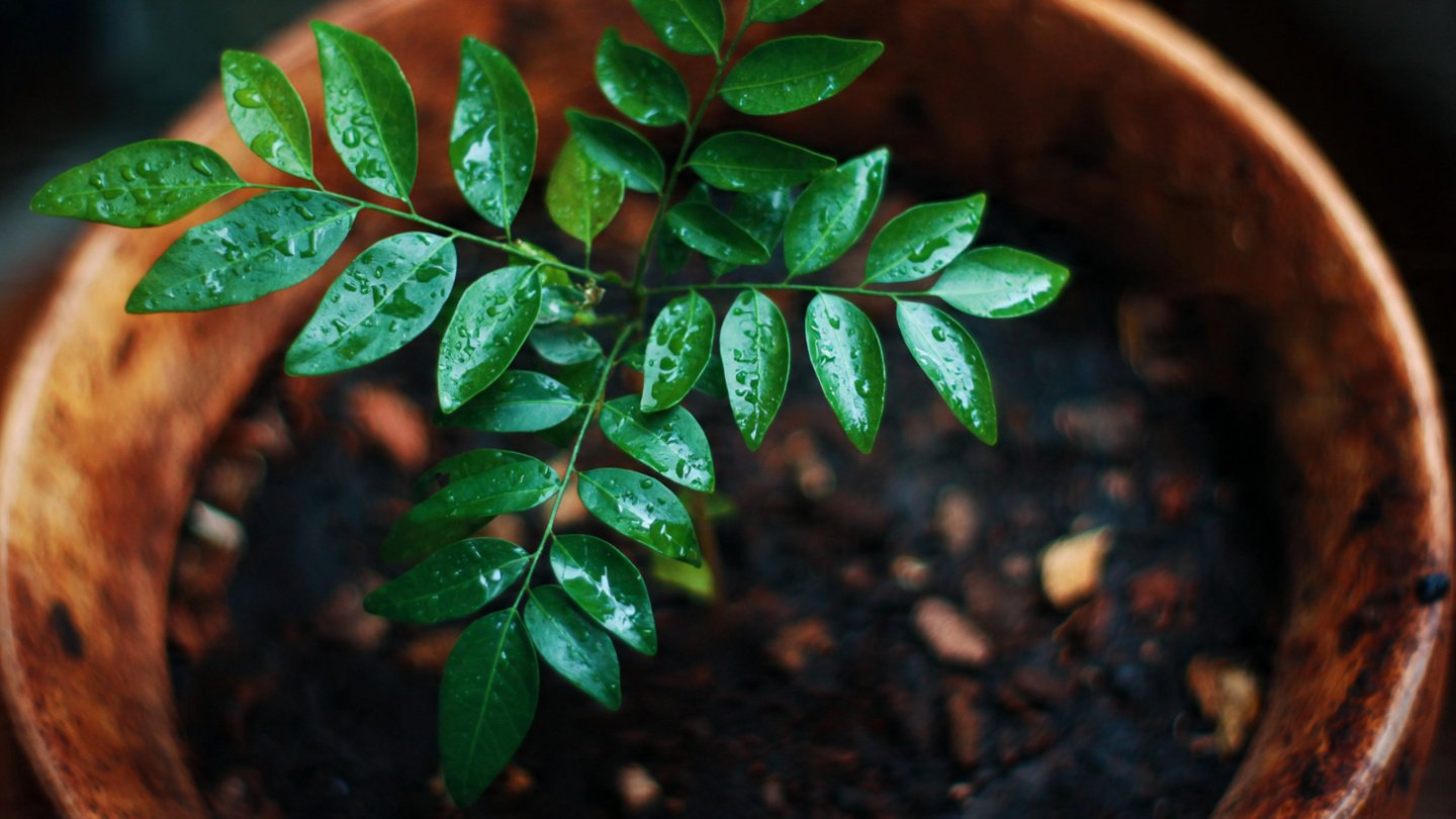 How to Grow Curry Leaf From Seed at Home