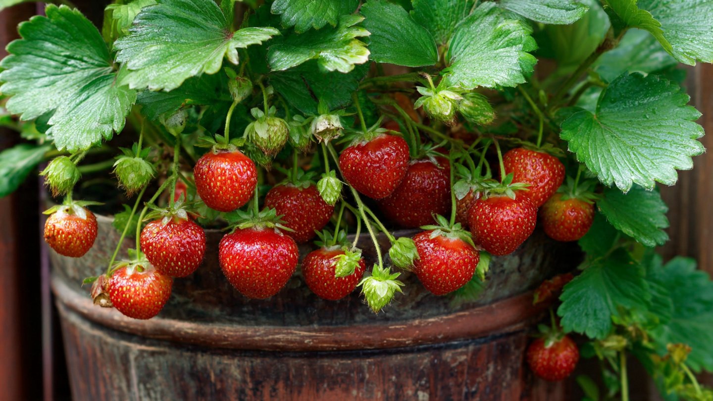 Easy Steps to Grow Strawberries in Pots