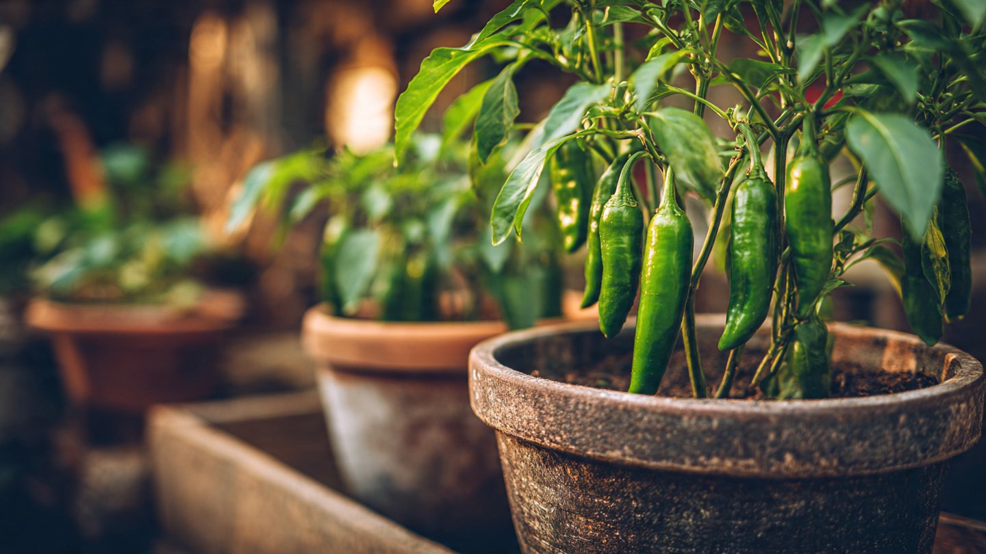 The Ultimate Guide to Successfully Growing Green Chili Peppers in Pots at Home for Beginners