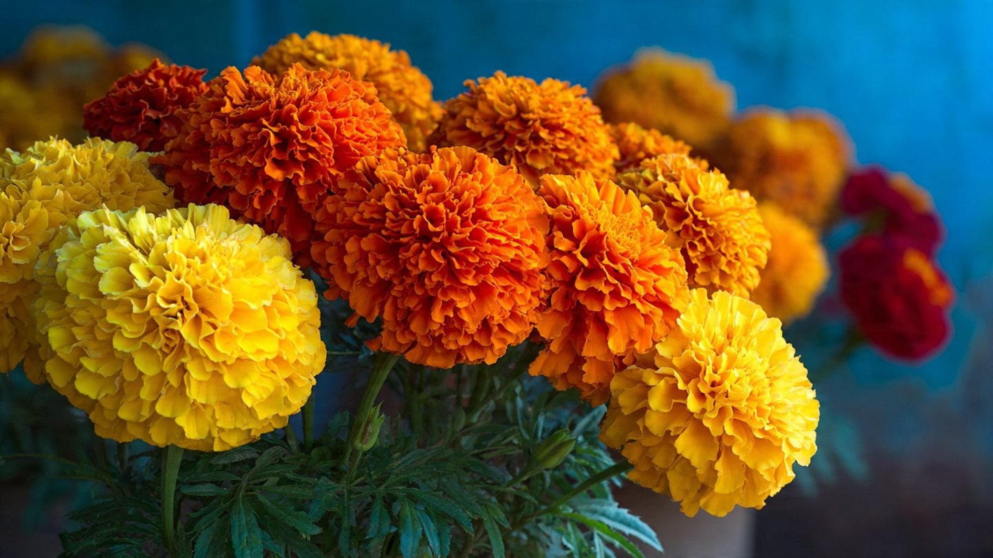 Tips for Growing Big Marigold Flowers at Home