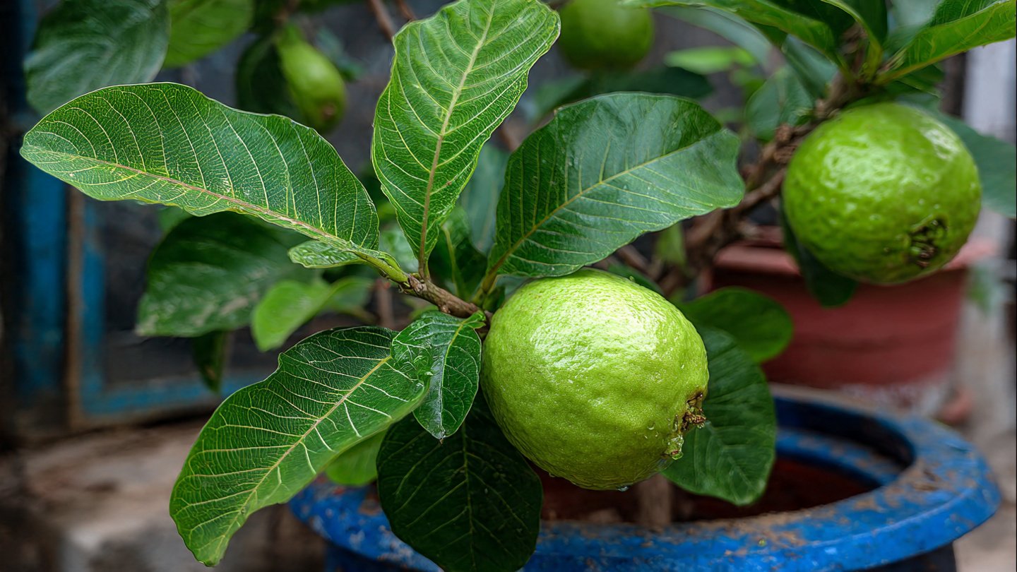 How to Grow Guava Fruit in Pots at Home