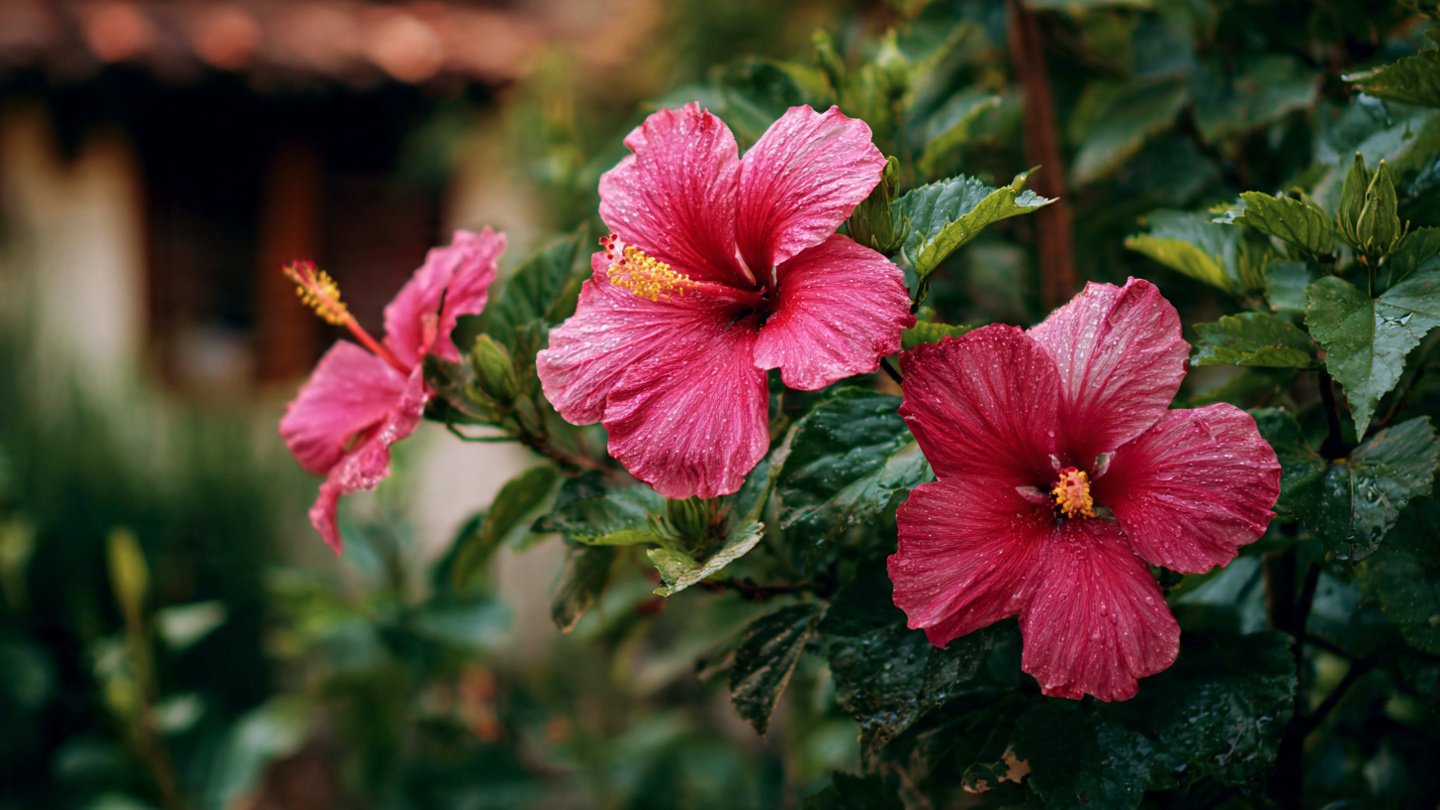 Discovering the Ultimate Techniques for Successfully Growing Hibiscus Plants in Your Home Garden