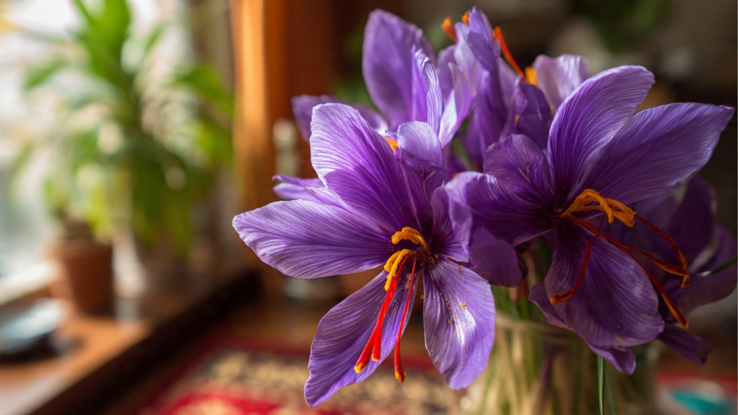 How to Grow Saffron Indoors Successfully