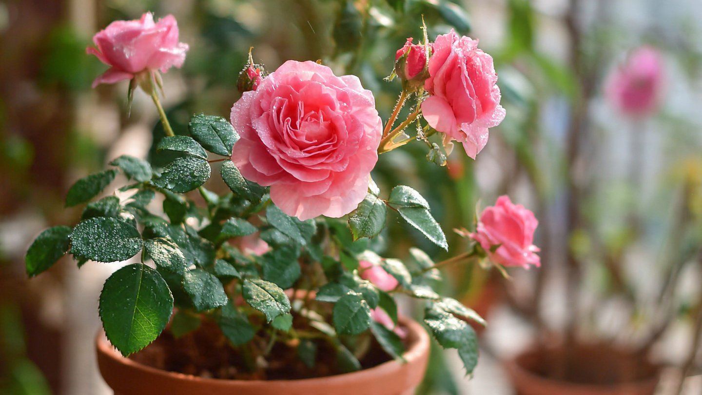 Incredible Techniques for Successfully Propagating Rose Plants at Home