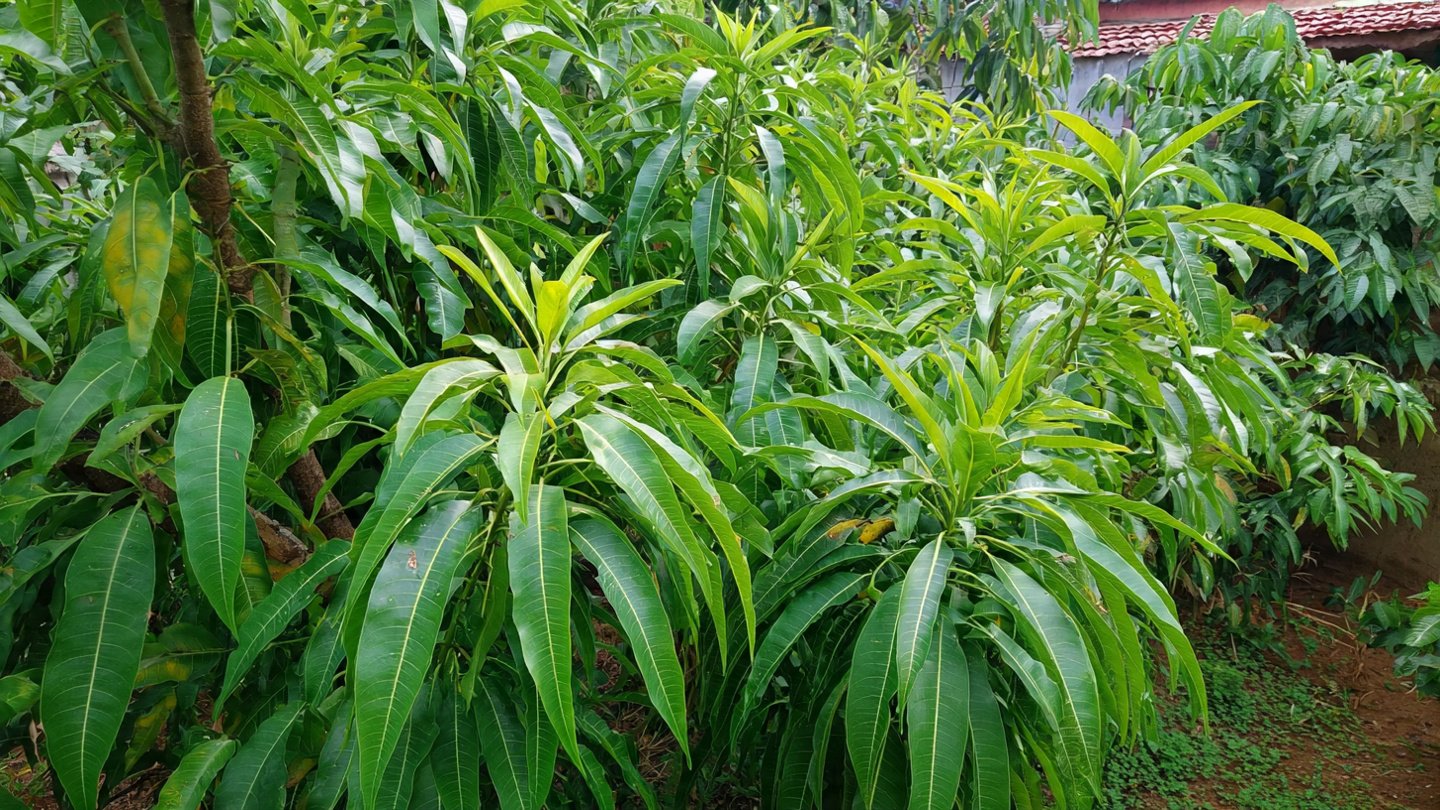 The Complete Guide to Creating a Lush Indoor Garden in Small Spaces