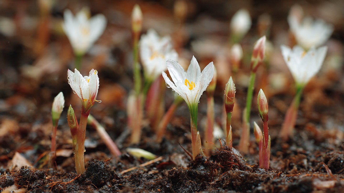 Nurturing Nature: A Step-by-Step Guide to Growing Rain Lilies from Seeds